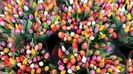 روز ملی گل لاله در هلند
