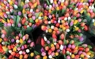 روز ملی گل لاله در هلند