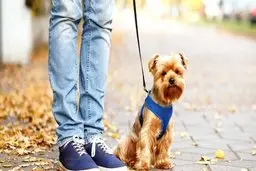 ممنوعیت ورود سگ ها به پارک | شهروندان اجازه ندارند سگ به پارک‌ها بیاورند