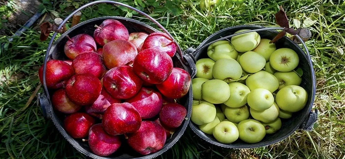 توزیع هوشمند میوه شب عید  راهی برای  مهار گرانی و کنترل بازار