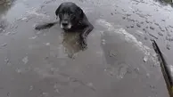 نجات سگ از دریاچه یخ‌زده+ویدئو
