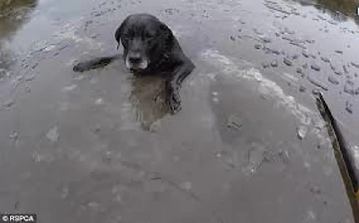 نجات سگ از دریاچه یخ‌زده+ویدئو
