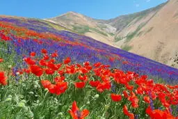 دعای شروع هفته برای افزایش رزق و روزی | دعا و سوره ای برای باز شدن شانس به همراه جدول طلسم خوش شانسی