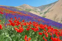 دعای شروع هفته برای افزایش رزق و روزی | دعا و سوره ای برای باز شدن شانس به همراه جدول طلسم خوش شانسی