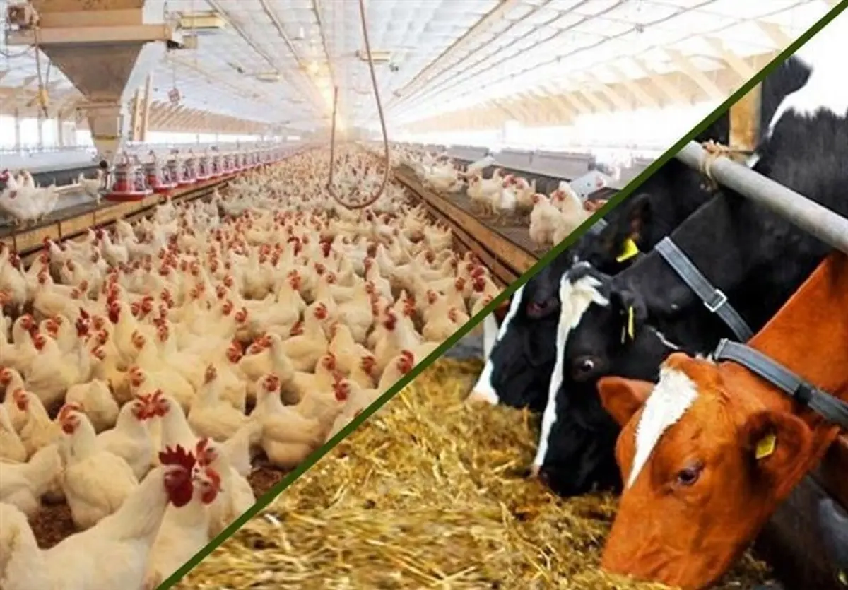 
۴۵ درصد نهاده‌های دامی وارداتی با ارز ۴۲۰۰ مفقود شده  |   ارز دولتی برداشته شود قیمت مرغ و گوشت 3 برابر می‌شود
