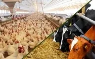 
۴۵ درصد نهاده‌های دامی وارداتی با ارز ۴۲۰۰ مفقود شده  |   ارز دولتی برداشته شود قیمت مرغ و گوشت 3 برابر می‌شود
