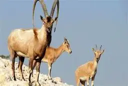 بز کوهی اروندان پس از دو قرن به البرز بازگشت! | دیده شدن بز کوهی اصیل ایرانی در رشته کوه های البرز بعد از ۲ قرن +ویدئو