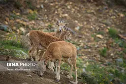 محیط امن برای تراکم جمعیت قوچ و میش+عکس