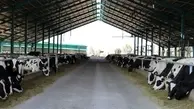 فرار عجیب گاوها از ذبح شدن در عید قربان!+ویدئو 