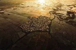 فاجعه‌ای زیست‌محیطی در سه‌تخت گزینِ فارس | شالیزارهایی که بحران آب را تشدید می‌کنند