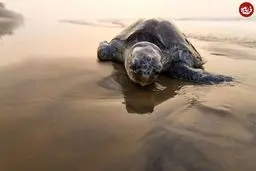 تیر خلاص بر جان یک بی‌گناه | لاک‌پشتی که قربانی بی‌توجهی شد! +تصویر