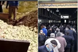 آه جوجه های زنده به گورشده پارسال، امسال گرفت!+عکس| جوجه هایی که برای تنظیم بازار زنده به گور شدند تا بازار تنظیم شود
