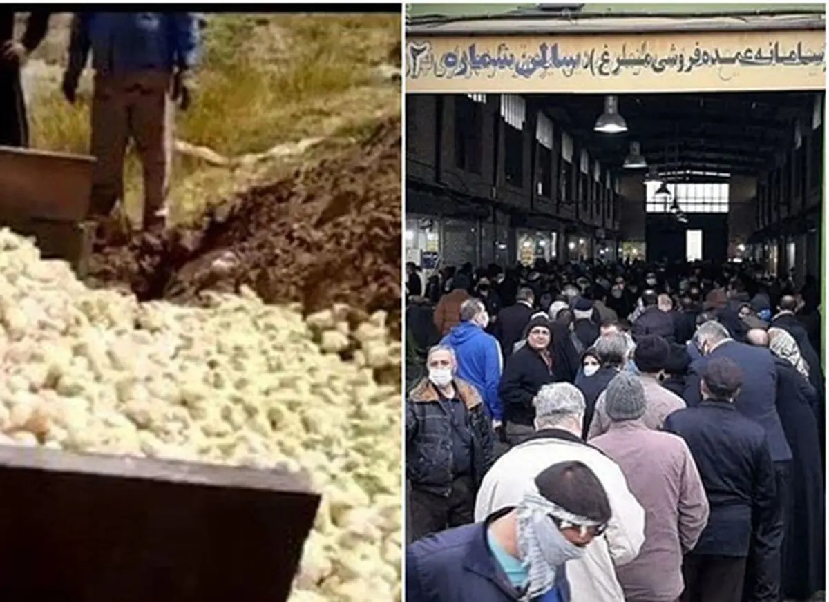 آه جوجه های زنده به گورشده پارسال، امسال گرفت!+عکس| جوجه هایی که برای تنظیم بازار زنده به گور شدند تا بازار تنظیم شود