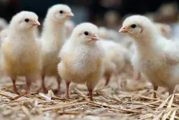 کیهان: دیدیدFATF را اجرا نکردیم،تحریمها هم ادامه دارد اما دولت سیمان را ارزان کرد |  صبر کنید جوجه هم ارزان می شود