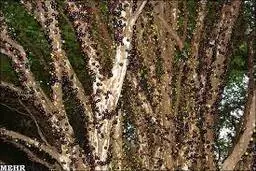 رویش میوه، این بار از تنه درخت!+ویدئو
