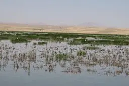 تالاب «قره‌گُل» بوکان احیا شد