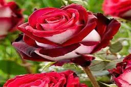 بدون اینکه رز جدید بخری خودت بوته جدید پرورش بده! | نحوه قلمه زدن گل رز +ویدئو