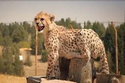 پیروز تا کی در تهران خواهد ماند؟ + عکس