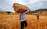 افزایش قیمت خودسرانه گندم پای وزیر جهاد را به مجلس باز کرد| چرا دولت خودسرانه قیمت گندم را افزایش داد؟
