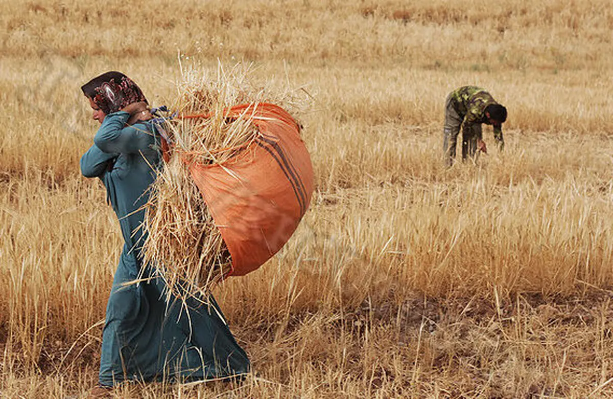سرنوشت گندم چگونه رقم می‌خورد؟