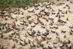 آغاز تهاجم ملخ‌ها به مزارع جنوبی 