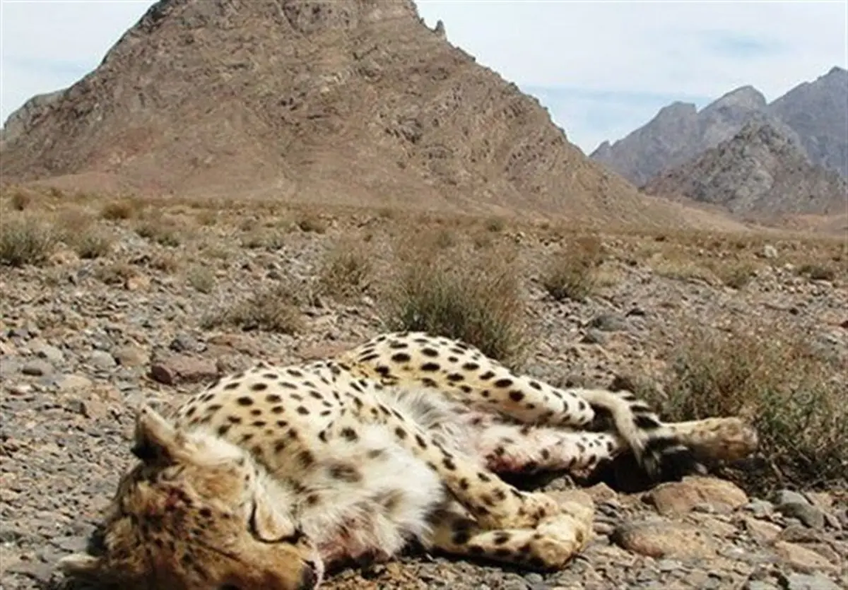 شوک بزرگ به دوستداران یوزپلنگ ایرانی | ماجرای جدید تلف شدن یوزپلنگ ایرانی
