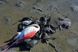 مشخص شدن علت مرگ ۸۰۰۰ هزار پرنده در میانکاله 