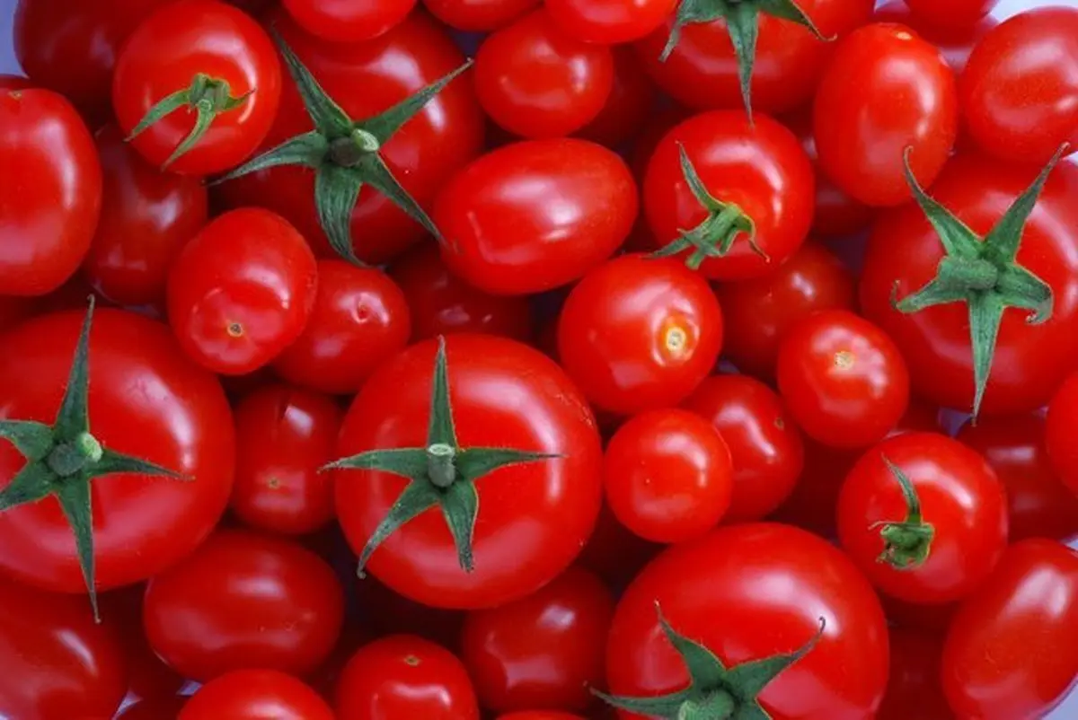 کم آبی علت افزایش قیمت گوجه فرنگی