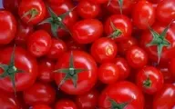 کم آبی علت افزایش قیمت گوجه فرنگی