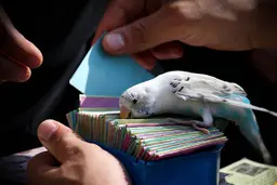 فال حافظ | فال حافظ امروز | سرنوشتت رو با حافظ ببین! | معجزه‌ای که منتظرش بودی اتفاق افتاد! + تفسیر دقیق