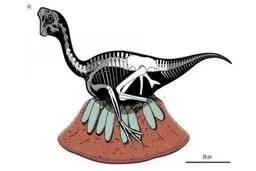 کشف بقایای یک دایناسور و تخم‌های فسیل‌شده