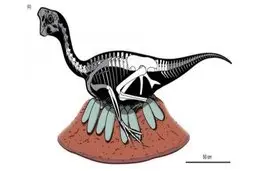 کشف بقایای یک دایناسور و تخم‌های فسیل‌شده