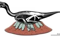 کشف بقایای یک دایناسور و تخم‌های فسیل‌شده
