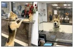 آمریکا؛سگ گم‌شده خود را تسلیم پلیس کرد