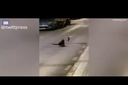 موش زبل در مالاگا از دست گربه فرار کرد + فیلم