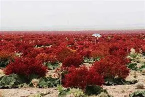 دشت ریواس؛ بهشتی برای گم شدن در طبیعت! +ویدئو
