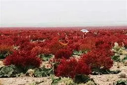 دشت ریواس؛ بهشتی برای گم شدن در طبیعت! +ویدئو