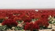 دشت ریواس؛ بهشتی برای گم شدن در طبیعت! +ویدئو