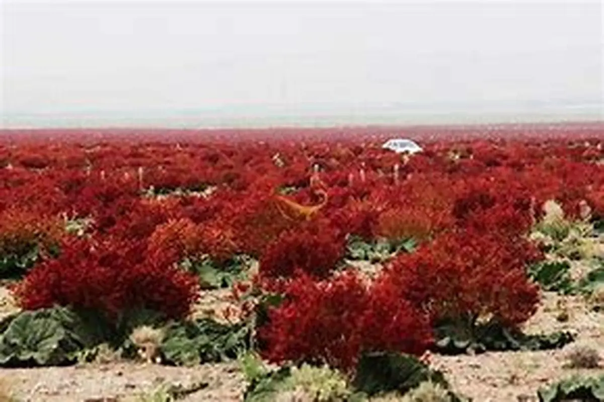 دشت ریواس؛ بهشتی برای گم شدن در طبیعت! +ویدئو