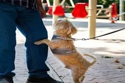 ورود سگ‌ها به پارک ممنوع شد