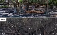 آتش‌سوزی هولناک هاوایی | بالای ده‌ها تن کشته و شهری که با خاک یکسان شده +عکس قبل و بعد
