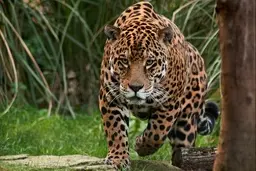 مردم گرسنه ونزوئلا  شکم‌شان راباخوردن یوزپلنگ سیرمیکند