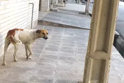 ١٠٠ حیوان خانگی رها شدند