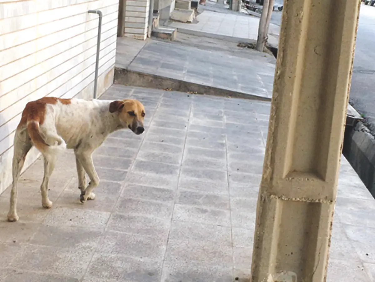 ١٠٠ حیوان خانگی رها شدند