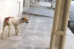 ١٠٠ حیوان خانگی رها شدند