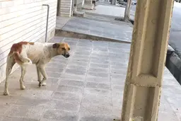 ١٠٠ حیوان خانگی رها شدند
