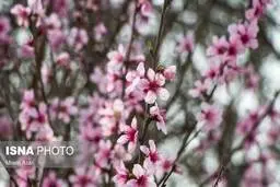 بهار شهرکرد و گیلان| شکوفه های بهاری شهرکرد و گیلان+عکس
