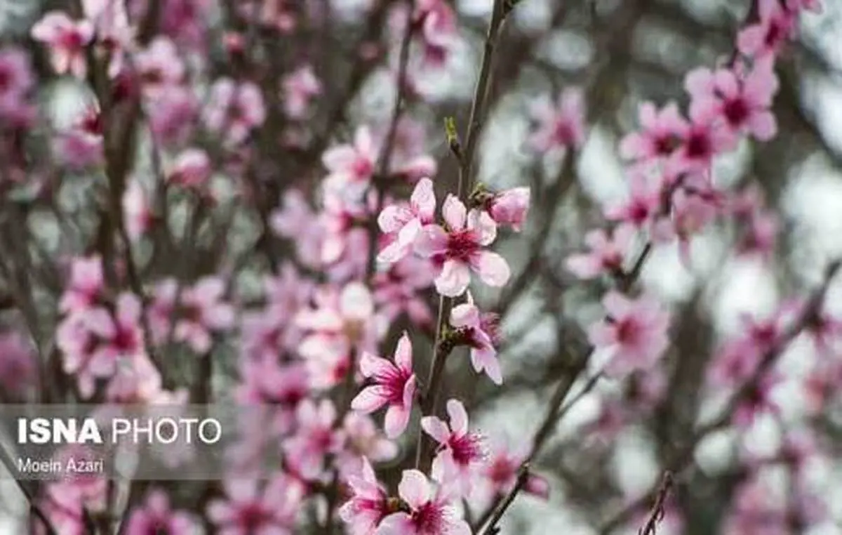 بهار شهرکرد و گیلان| شکوفه های بهاری شهرکرد و گیلان+عکس
