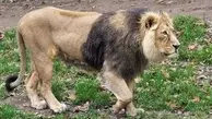 حمله وحشیانه شیرها به به یک‌ گوزن | شیرها جنین گوزن را دریدند + ویدئو