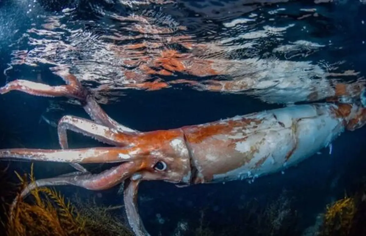 یک موجود ترسناک در اعماق اقیانوس کشف شد! | هر کسی اینو دید وحشت کرد + عکس
